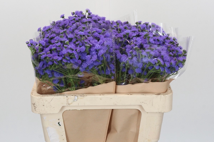 <h4>Ageratum houstonianum 'JJ Violet Blue'</h4>