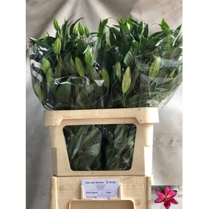 LI OR TARRANGO chambre