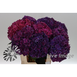 Hydrangea mag ruby aubergine