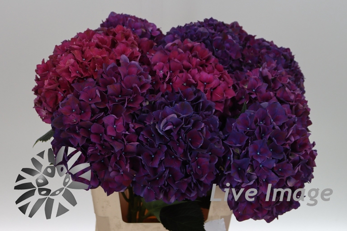 <h4>Hydrangea mag ruby aubergine</h4>