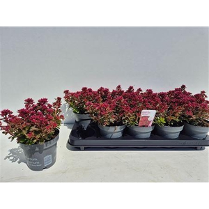 Sedum Spu Spot D Ros