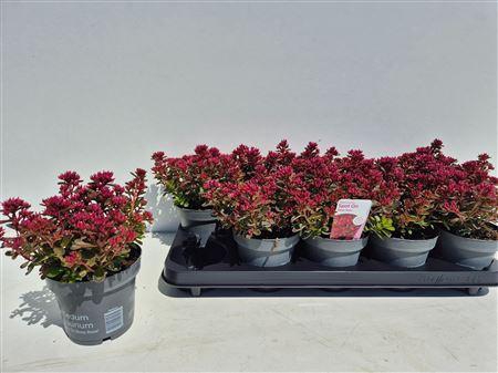 <h4>Sedum Spu Spot D Ros</h4>