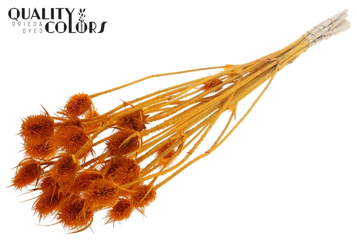 <h4>Droogbloemen   ...bewerkt H%</h4>