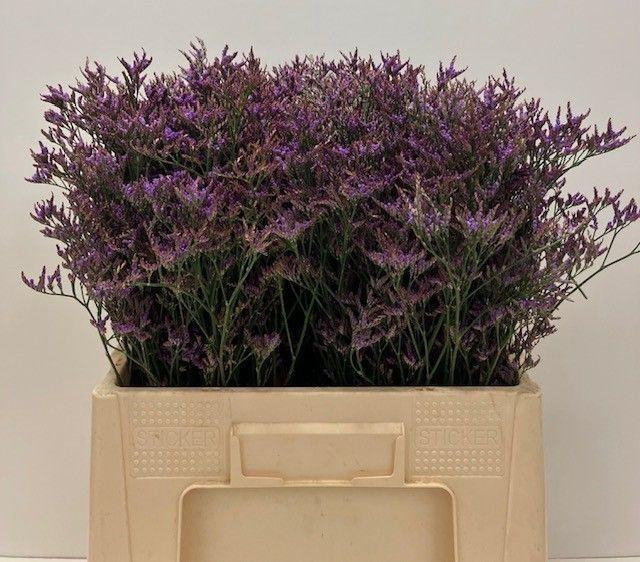 <h4>LIM SAF DARK BLUE 30gr</h4>