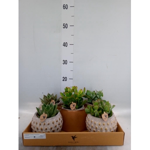 Succulents   ...mix 3