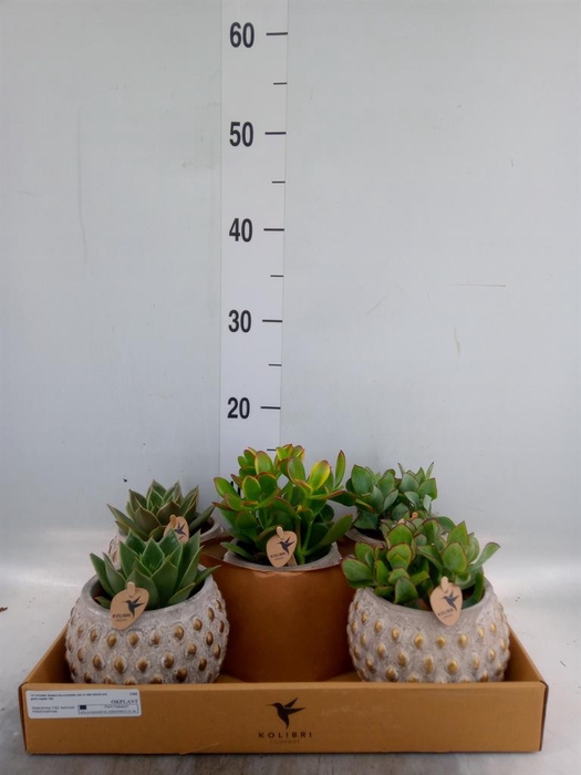 <h4>Succulents   ...mix 3</h4>