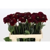 Dahlia Black Fox