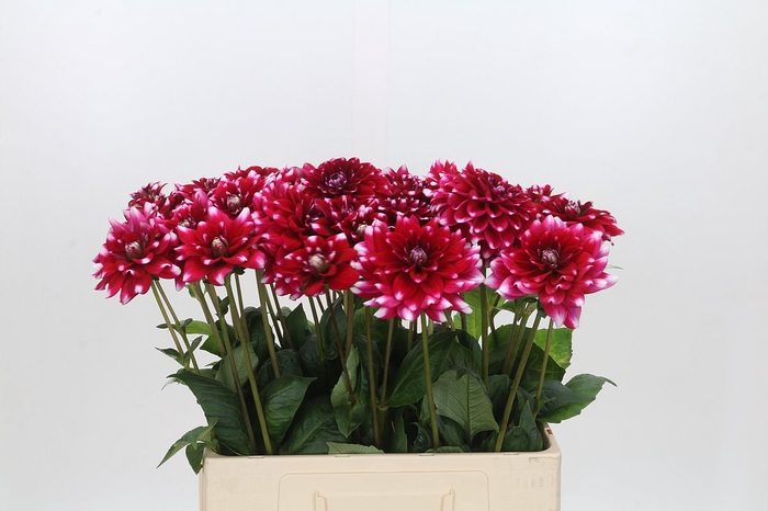 <h4>Dahlia Fiorentina</h4>