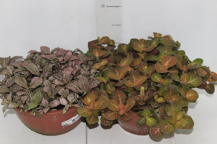 <h4>FITONIA FOLHA FINA C21</h4>