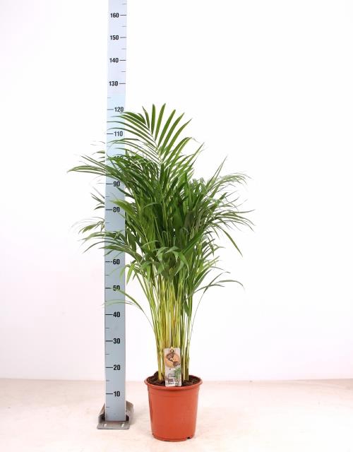 <h4>DYPSIS LUTESCENS</h4>