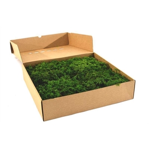 Fern Moss Gepreserveerd Ca. 0.20 M2