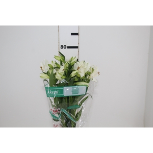 ALSTROEMERIA AKEMI 080 CM
