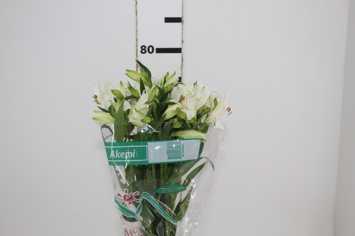 <h4>ALSTROEMERIA AKEMI 080 CM</h4>