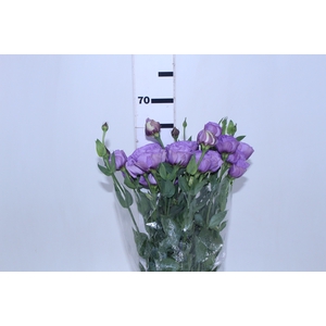 LISIANTHUS LILAS 060 CM MIN 500 GRAMAS LILAS