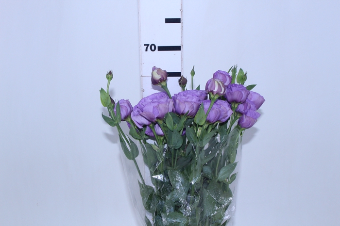 LISIANTHUS LILAS 060 CM MIN 500 GRAMAS LILAS