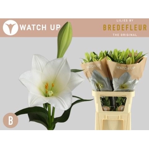 Li Lf Watch Up 2+ Bredefleur