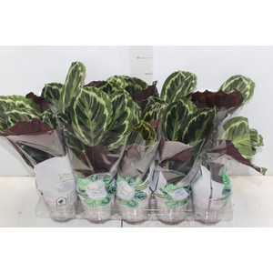 CALATHEA MEDALLION P12