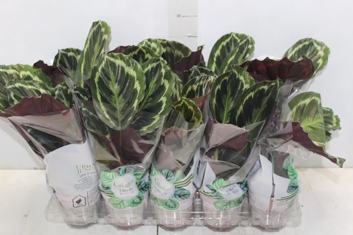 <h4>CALATHEA MEDALLION P12</h4>
