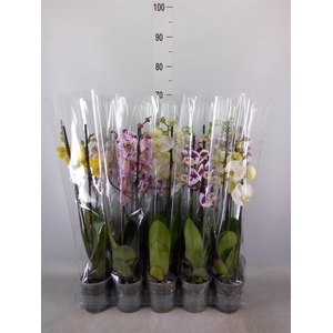 Phalaenopsis   ...mix  5