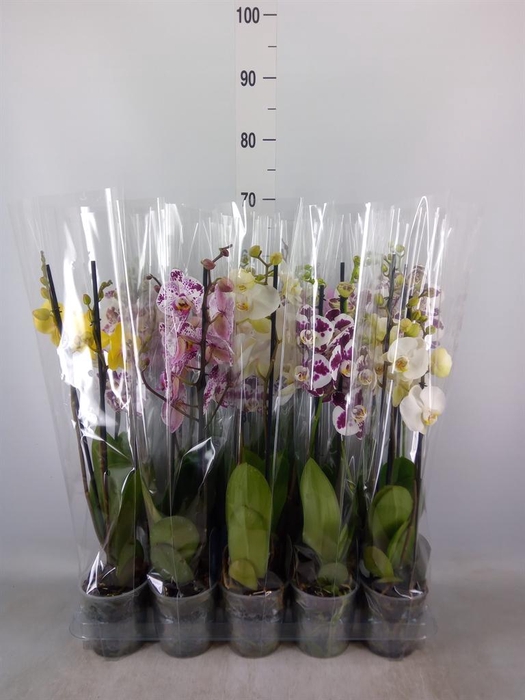 <h4>Phalaenopsis   ...mix  5</h4>