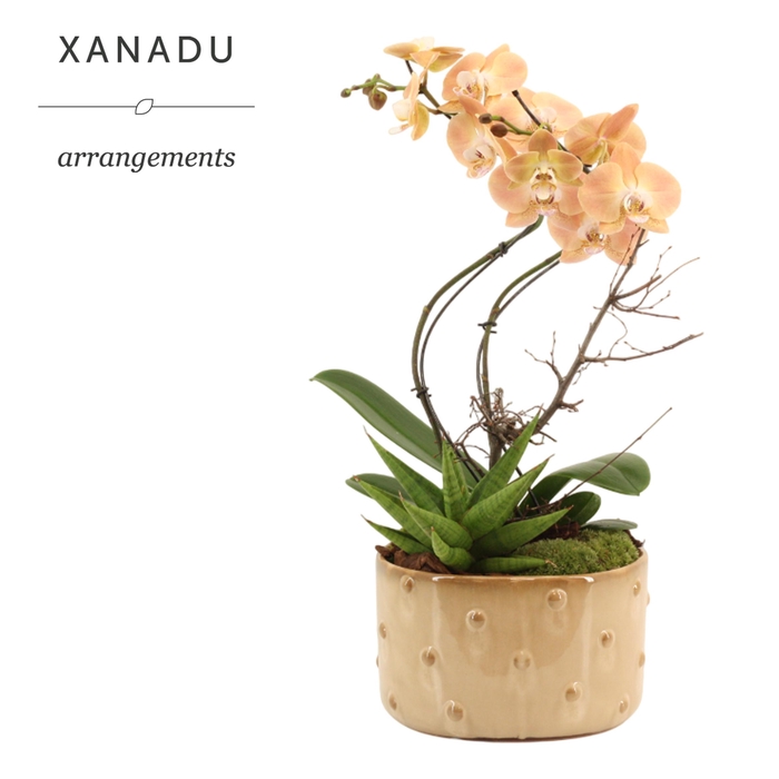<h4>Xanadu San Remo</h4>