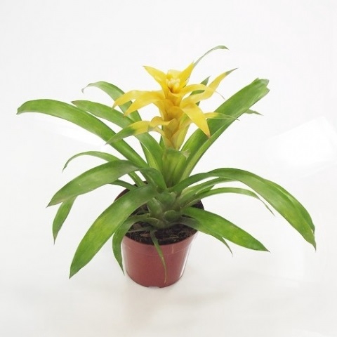 <h4>GUZMANIA MARJAN P14 AMARELO</h4>