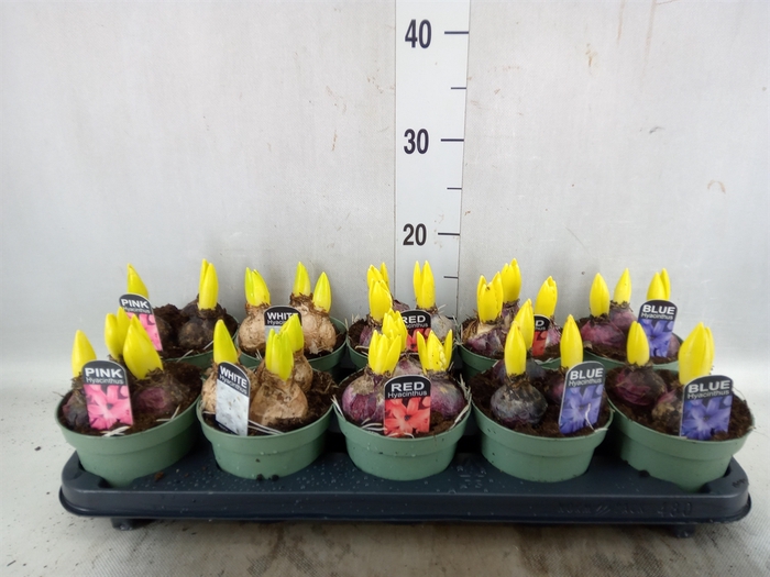 <h4>Hyacinthus orie.   ...mix</h4>