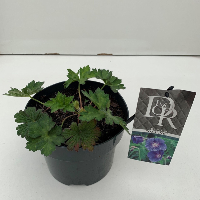 <h4>Geranium Rozanne</h4>