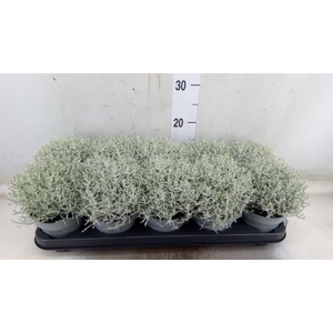 Leucophyta     [Calocephalus]