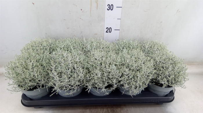 <h4>Leucophyta     [Calocephalus]</h4>