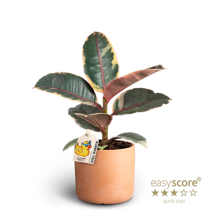 <h4>FICUS ELASTICA P10</h4>