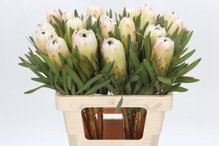 <h4>Protea White Night</h4>