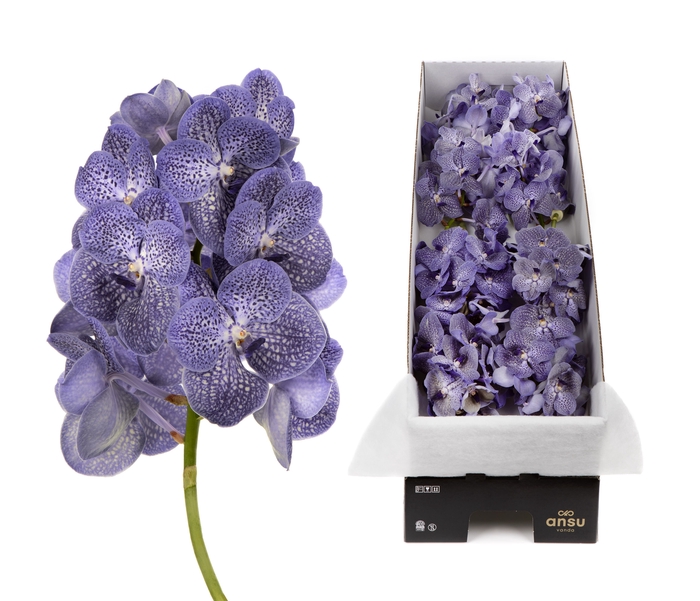 <h4>Vanda Vanda Overig</h4>