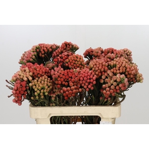 Kaaps Groen Red Brunia XL