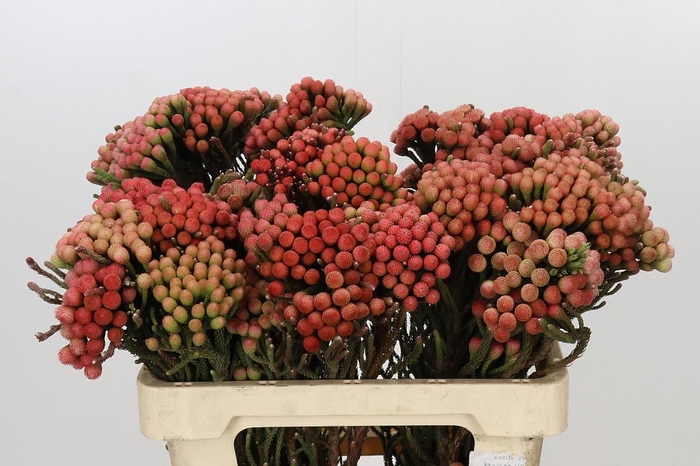 <h4>Kaaps Groen Red Brunia XL</h4>
