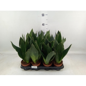 Sansevieria trifa.   ...