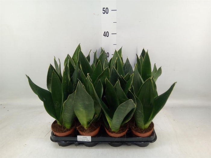 <h4>Sansevieria trifa.   ...</h4>