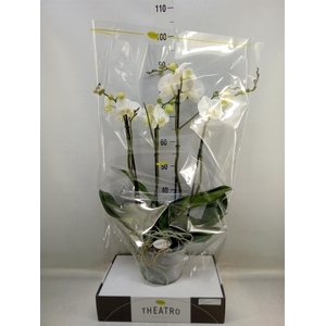 Phalaenopsis   ...white