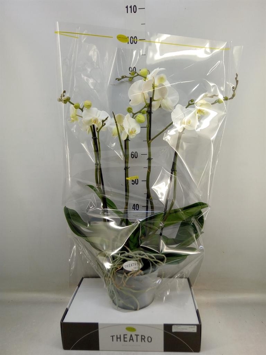 <h4>Phalaenopsis   ...white</h4>