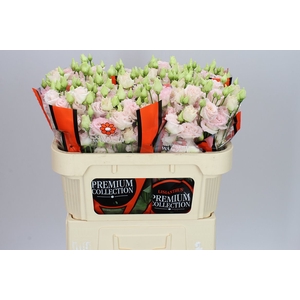 Eust Du Chac Wedding Pink Ex