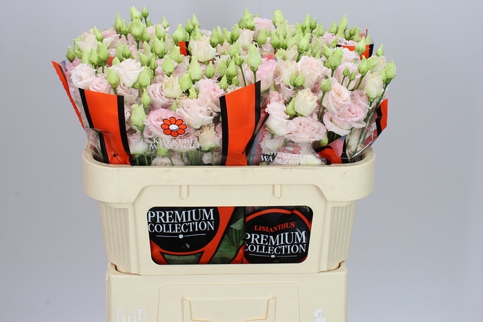 <h4>Eust Du Chac Wedding Pink Ex</h4>