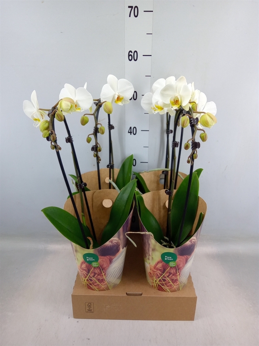 <h4>Phalaenopsis   ...white</h4>