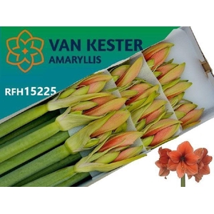 AMARYLLIS DESIRE