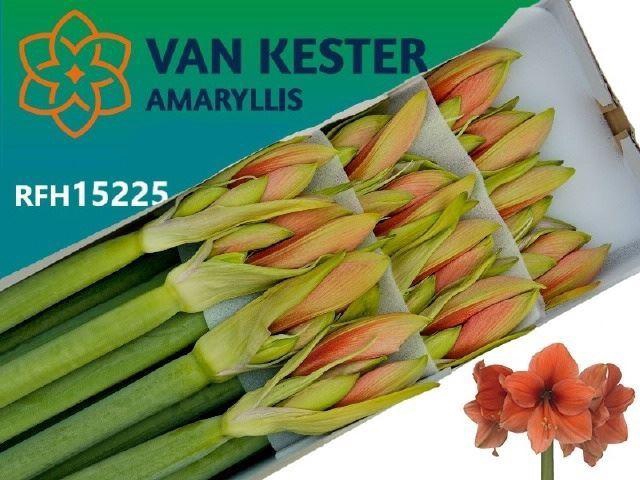 <h4>AMARYLLIS DESIRE</h4>