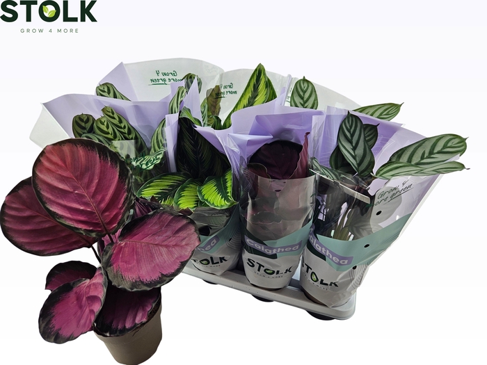 <h4>CALAT GEM 4 SRT</h4>