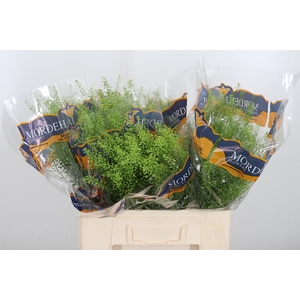 Lepidium Green Bell