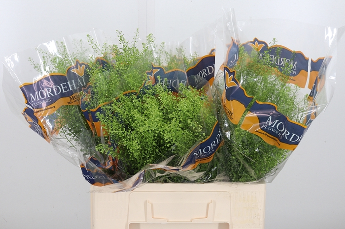 <h4>Lepidium Green Bell</h4>