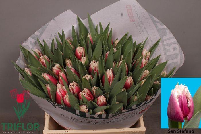 <h4>TU FR SAN LEANDRO</h4>