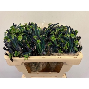 Anigoz Cel Masquerad