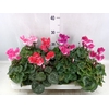 Cyclamen MD 'Indiaka'